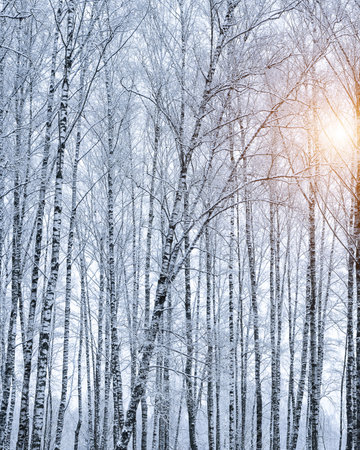 Birch grove after a snowfall on a winter cloudy day. Sunlight breaking through the branches. Birch branches covered with stuck snow.の写真素材