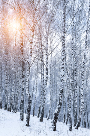 Birch grove after a snowfall on a winter cloudy day. Sunlight breaking through the branches. Birch branches covered with stuck snow.の写真素材