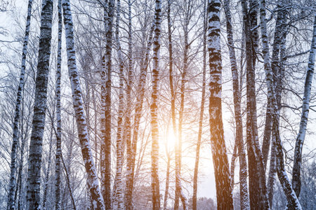 Birch grove after a snowfall on a winter cloudy day. Sunlight breaking through the branches. Birch branches covered with stuck snow.の写真素材