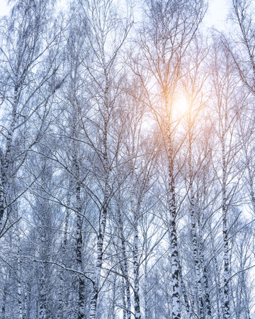 Birch grove after a snowfall on a winter cloudy day. Sunlight breaking through the branches. Birch branches covered with stuck snow.の写真素材