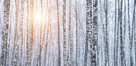 Birch grove after a snowfall on a winter cloudy day. Sunlight breaking through the branches. Birch branches covered with stuck snow.の写真素材