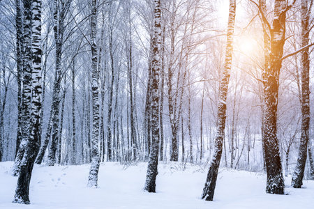 Birch grove after a snowfall on a winter cloudy day. Sunlight breaking through the branches. Birch branches covered with stuck snow.の写真素材