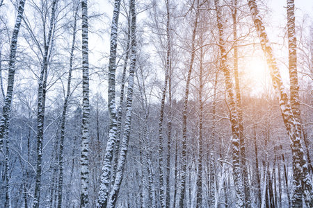 Birch grove after a snowfall on a winter cloudy day. Sunlight breaking through the branches. Birch branches covered with stuck snow.の写真素材