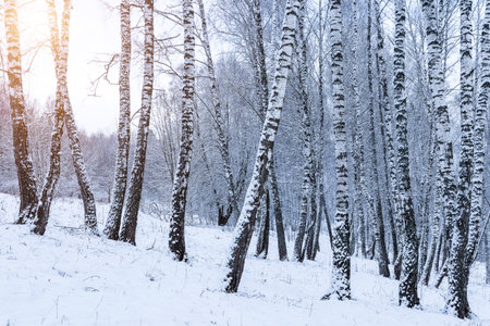 Birch grove after a snowfall on a winter cloudy day. Sunlight breaking through the branches. Birch branches covered with stuck snow.の写真素材