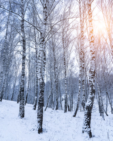 Birch grove after a snowfall on a winter cloudy day. Sunlight breaking through the branches. Birch branches covered with stuck snow.の写真素材