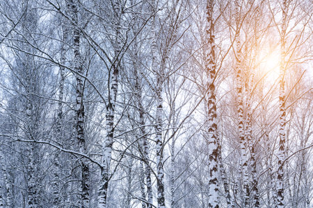 Birch grove after a snowfall on a winter cloudy day. Sunlight breaking through the branches. Birch branches covered with stuck snow.の写真素材