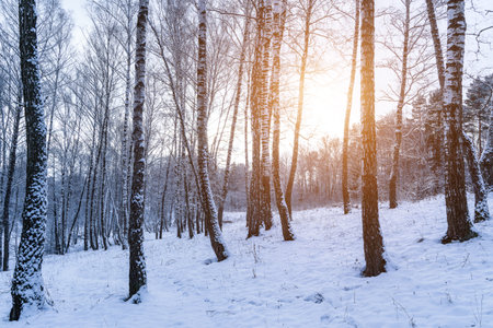 Birch grove after a snowfall on a winter cloudy day. Sunlight breaking through the branches. Birch branches covered with stuck snow.の写真素材