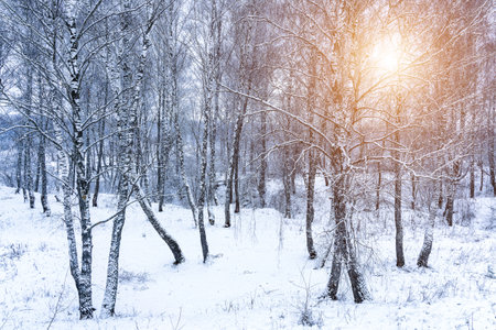 Birch grove after a snowfall on a winter cloudy day. Sunlight breaking through the branches. Birch branches covered with stuck snow.の写真素材
