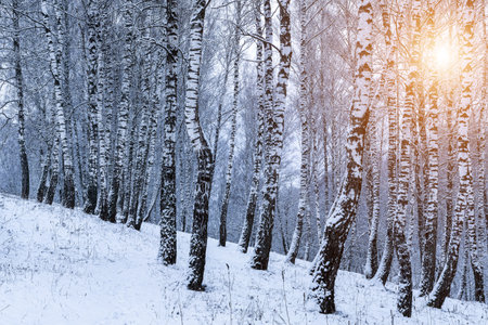 Birch grove after a snowfall on a winter cloudy day. Sunlight breaking through the branches. Birch branches covered with stuck snow.の写真素材