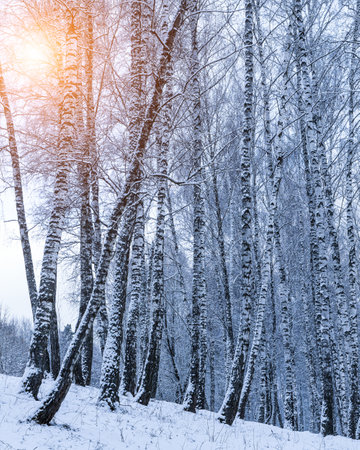 Birch grove after a snowfall on a winter cloudy day. Sunlight breaking through the branches. Birch branches covered with stuck snow.の写真素材