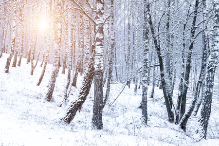 Birch grove after a snowfall on a winter cloudy day. Sunlight breaking through the branches. Birch branches covered with stuck snow.の写真素材