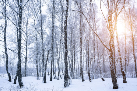 Birch grove after a snowfall on a winter cloudy day. Sunlight breaking through the branches. Birch branches covered with stuck snow.の写真素材