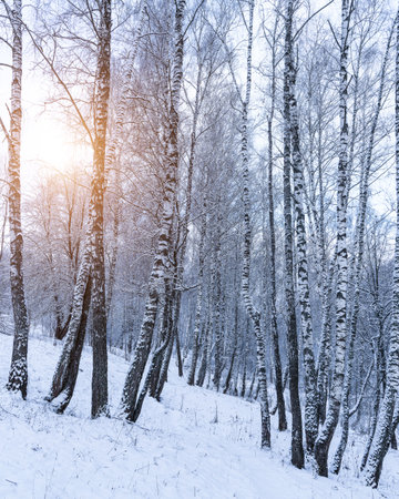 Birch grove after a snowfall on a winter cloudy day. Sunlight breaking through the branches. Birch branches covered with stuck snow.の写真素材