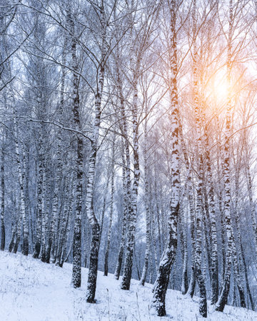 Birch grove after a snowfall on a winter cloudy day. Sunlight breaking through the branches. Birch branches covered with stuck snow.の写真素材
