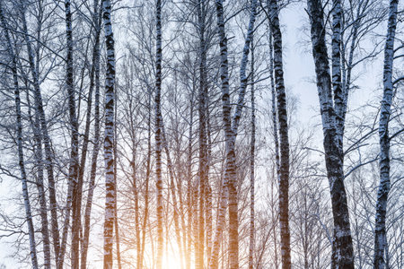 Birch grove after a snowfall on a winter cloudy day. Sunlight breaking through the branches. Birch branches covered with stuck snow.の写真素材