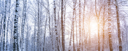 Birch grove after a snowfall on a winter cloudy day. Sunlight breaking through the branches. Birch branches covered with stuck snow.の写真素材