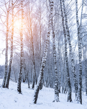 Birch grove after a snowfall on a winter cloudy day. Sunlight breaking through the branches. Birch branches covered with stuck snow.の写真素材