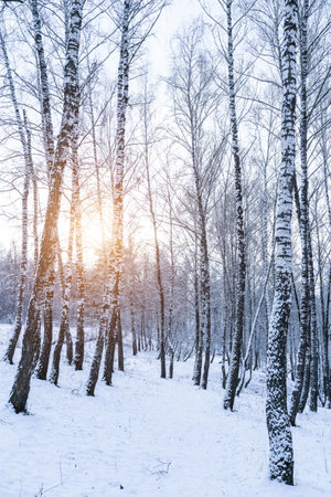 Birch grove after a snowfall on a winter cloudy day. Sunlight breaking through the branches. Birch branches covered with stuck snow.の写真素材