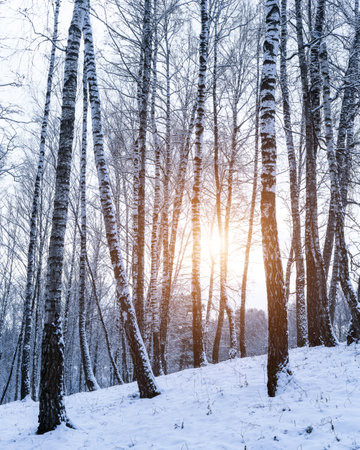 Birch grove after a snowfall on a winter cloudy day. Sunlight breaking through the branches. Birch branches covered with stuck snow.の写真素材