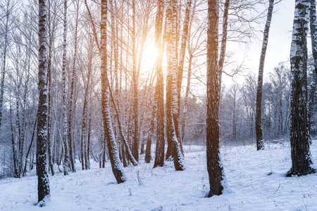 Birch grove after a snowfall on a winter cloudy day. Sunlight breaking through the branches. Birch branches covered with stuck snow.の写真素材