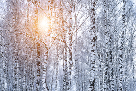Birch grove after a snowfall on a winter cloudy day. Sunlight breaking through the branches. Birch branches covered with stuck snow.の写真素材