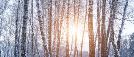 Birch grove after a snowfall on a winter cloudy day. Sunlight breaking through the branches. Birch branches covered with stuck snow.の写真素材