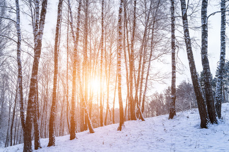 Birch grove after a snowfall on a winter cloudy day. Sunlight breaking through the branches. Birch branches covered with stuck snow.の写真素材