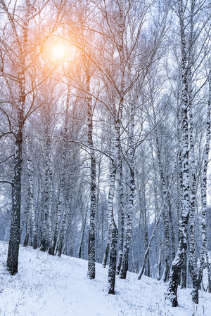 Birch grove after a snowfall on a winter cloudy day. Sunlight breaking through the branches. Birch branches covered with stuck snow.の写真素材