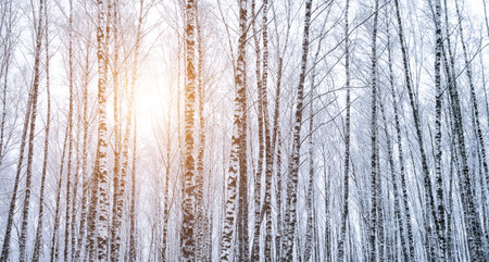 Birch grove after a snowfall on a winter cloudy day. Sunlight breaking through the branches. Birch branches covered with stuck snow.の写真素材