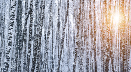 Birch grove after a snowfall on a winter cloudy day. Sunlight breaking through the branches. Birch branches covered with stuck snow.の写真素材