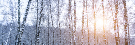 Birch grove after a snowfall on a winter cloudy day. Sunlight breaking through the branches. Birch branches covered with stuck snow.の写真素材