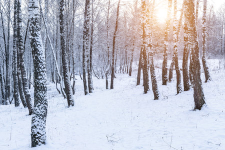 Birch grove after a snowfall on a winter cloudy day. Sunlight breaking through the branches. Birch branches covered with stuck snow.の写真素材