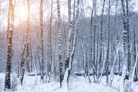 Birch grove after a snowfall on a winter cloudy day. Sunlight breaking through the branches. Birch branches covered with stuck snow.の写真素材