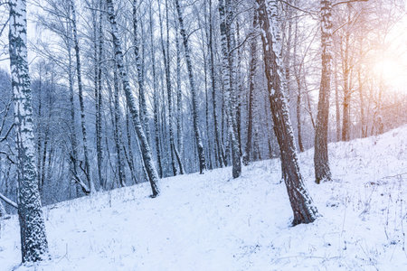 Birch grove after a snowfall on a winter cloudy day. Sunlight breaking through the branches. Birch branches covered with stuck snow.の写真素材