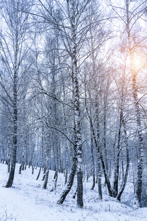 Birch grove after a snowfall on a winter cloudy day. Sunlight breaking through the branches. Birch branches covered with stuck snow.の写真素材
