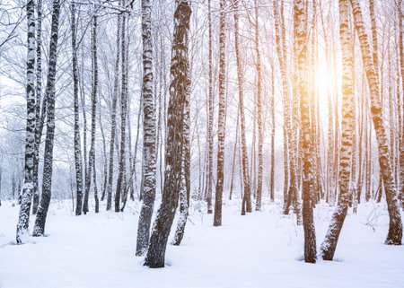 Birch grove after a snowfall on a winter cloudy day. Sunlight breaking through the branches. Birch branches covered with stuck snow.の写真素材