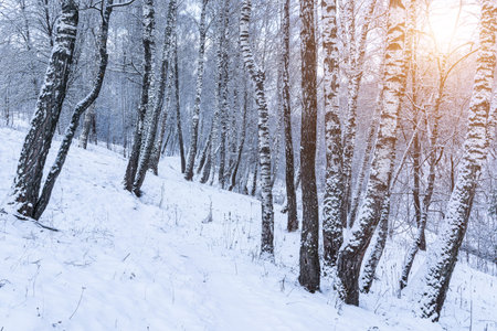 Birch grove after a snowfall on a winter cloudy day. Sunlight breaking through the branches. Birch branches covered with stuck snow.の写真素材