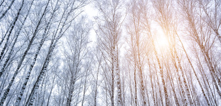 Birch grove after a snowfall on a winter cloudy day. Sunlight breaking through the branches. Birch branches covered with stuck snow.の写真素材
