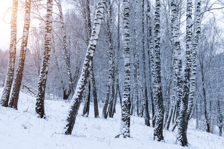 Birch grove after a snowfall on a winter cloudy day. Sunlight breaking through the branches. Birch branches covered with stuck snow.の写真素材
