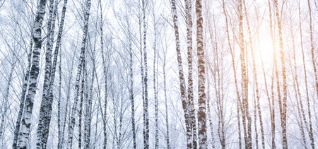 Birch grove after a snowfall on a winter cloudy day. Sunlight breaking through the branches. Birch branches covered with stuck snow.の写真素材