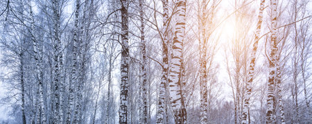 Birch grove after a snowfall on a winter cloudy day. Sunlight breaking through the branches. Birch branches covered with stuck snow.の写真素材