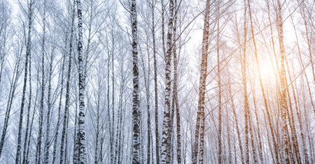 Birch grove after a snowfall on a winter cloudy day. Sunlight breaking through the branches. Birch branches covered with stuck snow.の写真素材