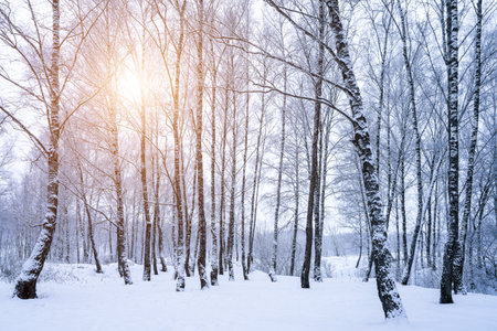 Birch grove after a snowfall on a winter cloudy day. Sunlight breaking through the branches. Birch branches covered with stuck snow.の写真素材