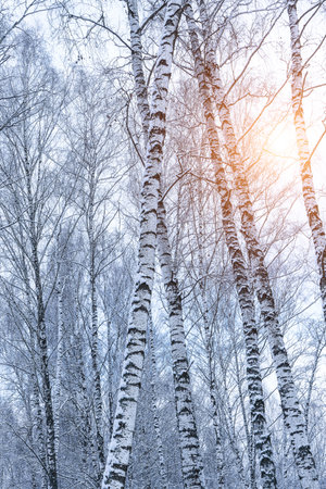 Birch grove after a snowfall on a winter cloudy day. Sunlight breaking through the branches. Birch branches covered with stuck snow.の写真素材