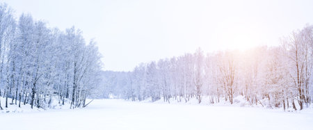 A birch grove after a snowfall on a winter cloudy day near a frozen lake. Sunlight breaking through the clouds.Birch branches are covered with snow stuck. Panorama.の写真素材