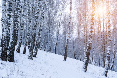 Birch grove after a snowfall on a winter cloudy day. Sunlight breaking through the branches. Birch branches covered with stuck snow.の写真素材