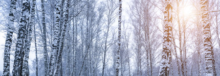 Birch grove after a snowfall on a winter cloudy day. Sunlight breaking through the branches. Birch branches covered with stuck snow.の写真素材
