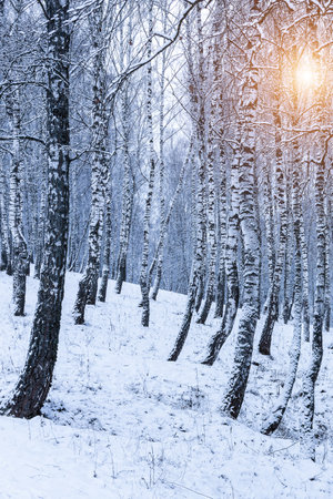 Birch grove after a snowfall on a winter cloudy day. Sunlight breaking through the branches. Birch branches covered with stuck snow.の写真素材