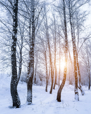 Birch grove after a snowfall on a winter cloudy day. Sunlight breaking through the branches. Birch branches covered with stuck snow.の写真素材