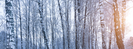 Birch grove after a snowfall on a winter cloudy day. Sunlight breaking through the branches. Birch branches covered with stuck snow.の写真素材